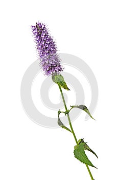 Purple pink blue flower liquorice roots sticks  Agastache garden herb licorice liquorice  isolated on white