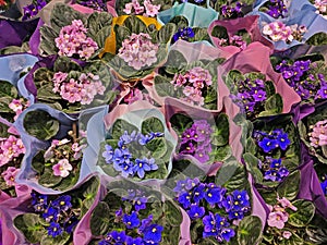 Purple, pink, blue violets in packaging