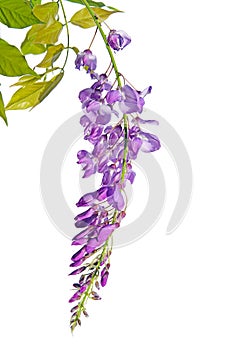 Purple pink blue Wisteria flower branch isolated on white