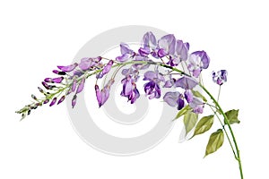 Purple pink blue Wisteria flower branch isolated on white