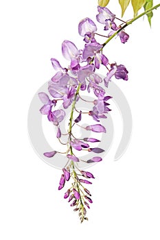 Purple pink blue Wisteria flower branch isolated on white