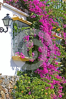 Purple or pink bouganvilla on side of house photo