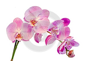 Purple, pink branch orchid flowers with green leaves, Orchidaceae, Phalaenopsis known as the Moth Orchid, abbreviated Phal.
