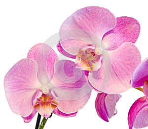 Purple, pink branch orchid flowers with green leaves, Orchidaceae, Phalaenopsis known as the Moth Orchid, abbreviated Phal.