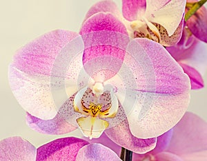 Purple, pink branch orchid flowers with green leaves, Orchidaceae, Phalaenopsis known as the Moth Orchid, abbreviated Phal.