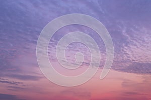 Purple or pink bright sunset sky with many small and soft gray clouds. Background