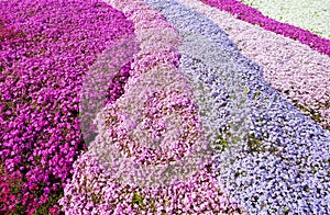 Purple, pink carpet of flowers.