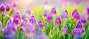 Purple and pink checkered Fritillaria Meleagris in a fresh spring setting photo