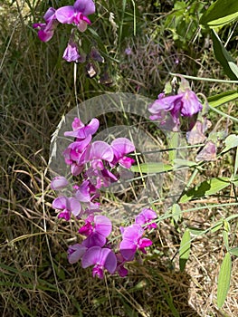 Purple pink chickling pea flower , Lathyrus on a field