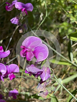 Purple pink chickling pea flower , Lathyrus on a field