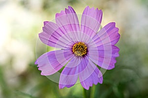 Cosmos Flower