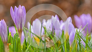 Purple pink crocus
