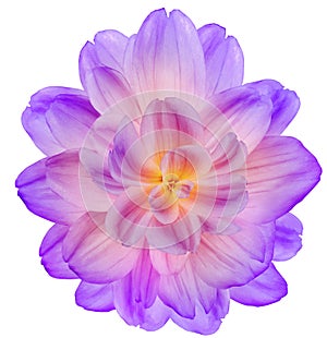 Purple-pink dahlia. Flower on black isolated background with clipping path. For design. Closeup.