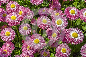 Purple, pink daisy flowers