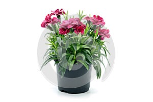 purple pink dianthus flower in flowerpot. potted on white isolated background