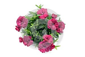 purple pink dianthus flower in flowerpot. potted on white isolated background