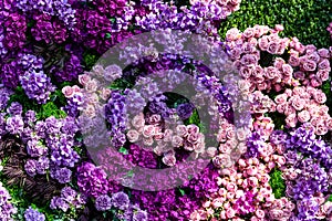 Purple and pink floral background wall with flowers: roses, peonies Paeonia and lilac Syringa