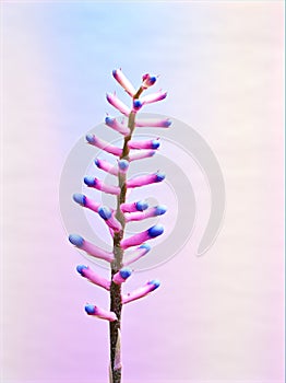 Purple-pink flower Aechmea Blue tango ,Bromeliad plants with light purple background