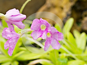 Purple pink flower Araflora exotic flora more Butterworth Pinguicula x Weser moctezumae