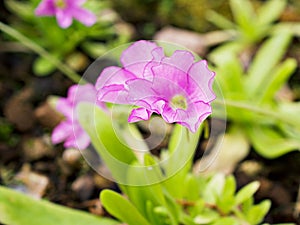 Purple pink flower Araflora exotic flora more Butterworth Pinguicula x Weser moctezumae