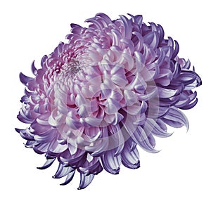 Purple-pink flower chrysanthemum isolated on white background. For design. Clearer focus. Closeup.