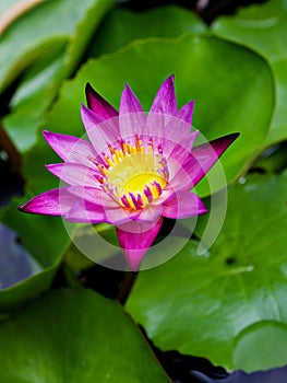 Purple pink flower water lily Nymphaea capensis nouchali var. caerulea ,Egyptian lotus plants ,Nymphaeaceae ,macro image ,tropical