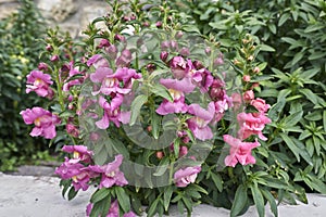 Purple and pink flowers of antirrhinum majus plant