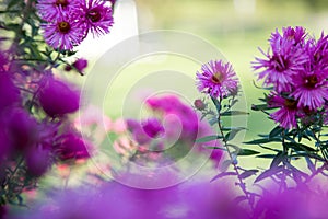 Purple pink flowers banner or panorama background picture. Beautiful gently flowers in the own garden
