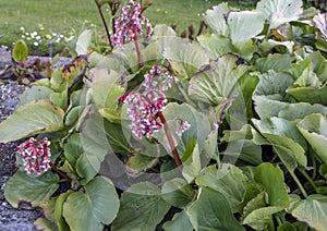 Purple pink flowers of bergenia cordifolia flowers.