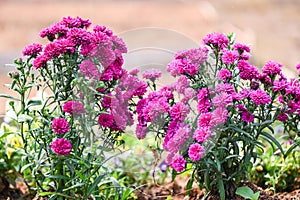 purple pink flowers in the garden Marguerite, Marguerite Michaelmas Daisy, Boston Daisy, Paris Daisy, Cobbity Daisy