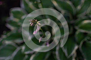 Purple pink flowers of hosta with large patterned white-green leaves. Perennial grows in garden. Top view.