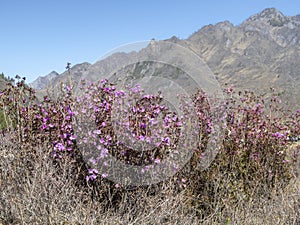 Purple-pink flowers of Maralnik (Lat. Rhododendron ledebourii) in the Altai Mountains in spring