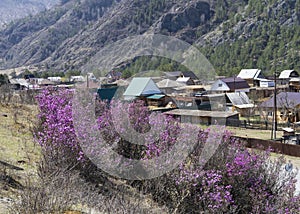 Purple-pink flowers of Maralnik (Siberian sakura) in the Altai Mountains in spring