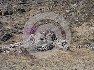 Purple-pink flowers of Maralnik (Siberian sakura) (Lat. Rhododendron ledebourii) in the Altai Mountains