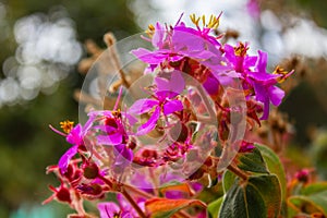 Purple and Pink flowers of the Mirador photo