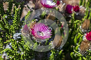 Purple pink flowers plants in Cape Town