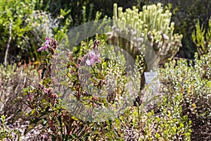 Purple pink flowers plants, Kirstenbosch National Botanical Garden