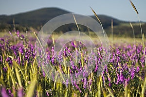 Purple and pink flowers of Vicia plant in corn field