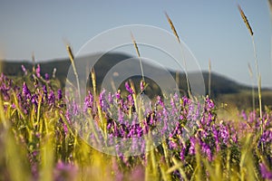 Purple and pink flowers of Vicia plant in corn field