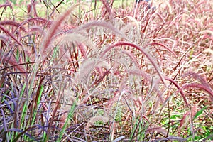 Purple or pink fountain grass field  , natue background