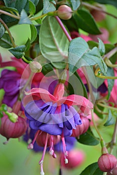 Fuchsia Flowers