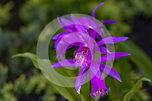 This purple-pink garden orchid Pleione formosana is a feast for the eyes