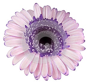 Purple-pink gerbera flower, white isolated background with clipping path.   Closeup.  no shadows.  For design.
