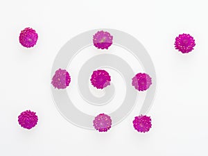 Purple and pink Globe Amaranth flower flat lay in abstract on white background