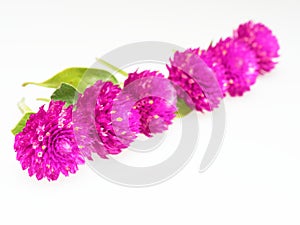 Purple and pink Globe Amaranth flower laid in diagonal line on white background