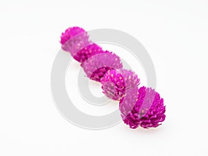 Purple and pink Globe Amaranth flower laid in diagonal line on white background
