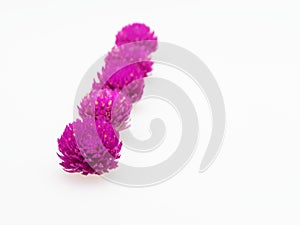 Purple and pink Globe Amaranth flower laid in diagonal line on white background