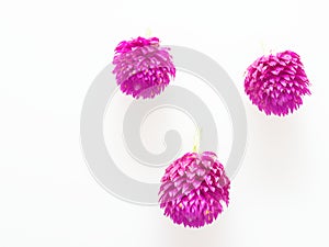 Purple and pink Globe Amaranth flower laid in group of three on white background