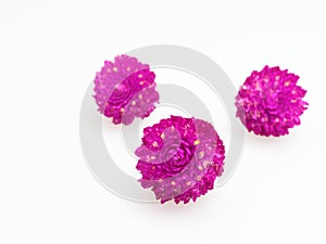 Purple and pink Globe Amaranth flower laid in group of three on white background