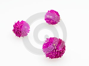 Purple and pink Globe Amaranth flower laid in group of three on white background